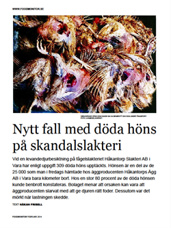 nytt-fall-med-doda-hons-pa-skandalslakteri