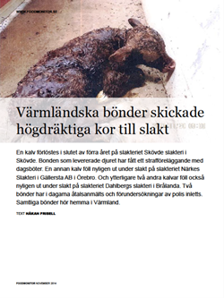 varmlandska-bonder-skickade-hogdraktiga-kor-till-slakt width=