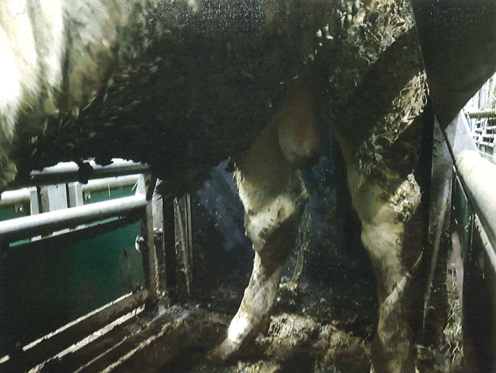 HKScan21