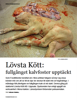 lovsta-kott-fullgangen-kalv-upptackt