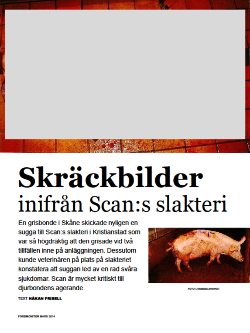 skrackbilder-inifran-scans-slakteri