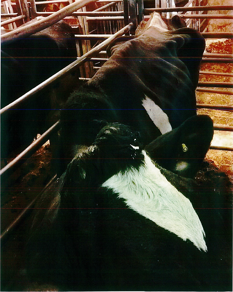 ko19