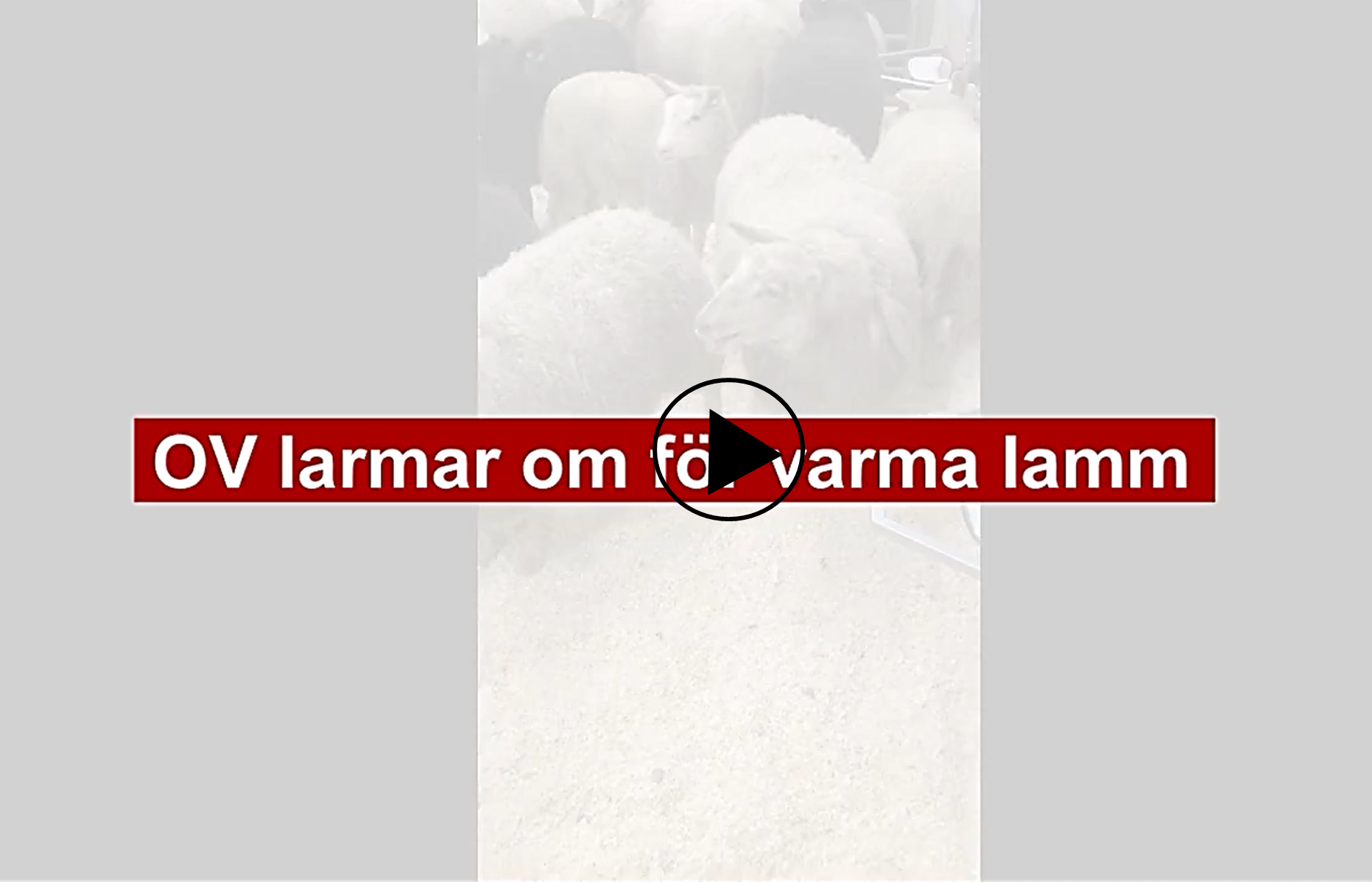 lamm93