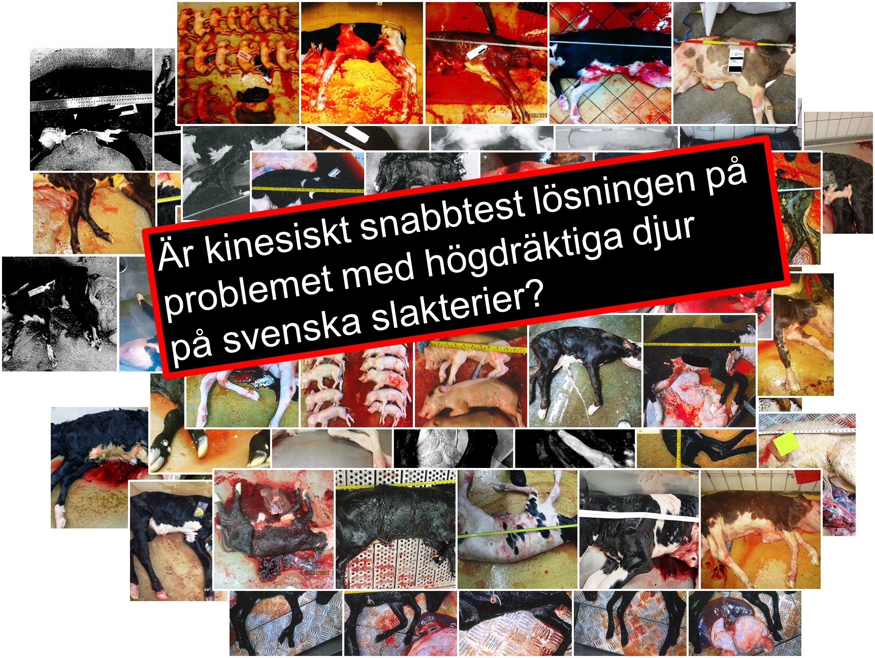 slakt2024-07-08